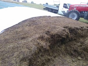 pryzma sianosiszonki