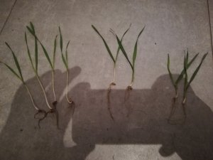 Pszenica - która jest prawidłowo zasiana?