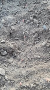 Pszenica Euforia siew 21.09.2019