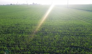 Pszenica ozima Tacitus