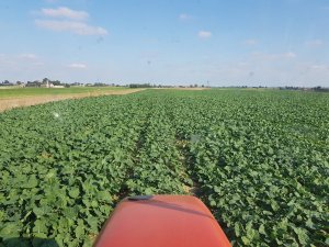 Rzepak ozimy LG ARKANSAS