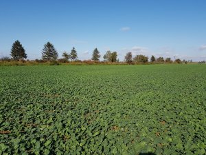 Rzepak Phoenix cl 28.09.2019