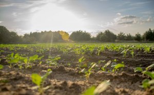 Rzepak ozimy QUARTZ KWS