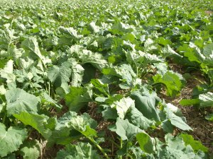 Rzepak Architekt bez orki ST 45cm 33szt/m2 rośnie