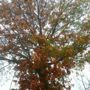 Dąb w kolorach jesieni 