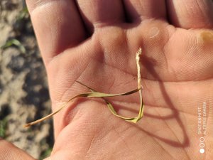 drutowce czy garbatek