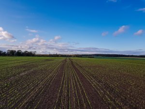 Jęczmien i nawigacja - 10.10.2019r