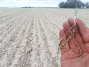 Jęczmień oz. Galileoo