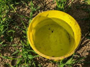 Jęczmień ozimy - 26.10.2019