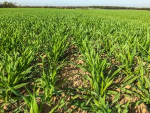 Jęczmień ozimy - 26.10.2019