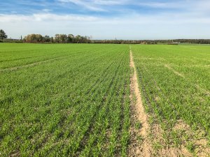 Jęczmień ozimy - 26.10.2019