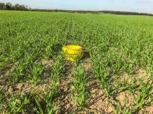 Jęczmień ozimy - 26.10.2019