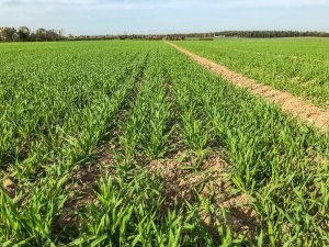 Jęczmień ozimy - 26.10.2019