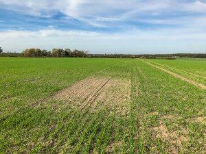 Jęczmień ozimy - 26.10.2019