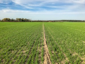 Jęczmień ozimy - 26.10.2019