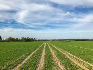 Jęczmień ozimy - 26.10.2019