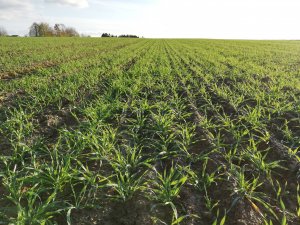 Jęczmień ozimy Galileoo