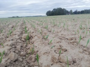 Jęczmień ozimy hyvido Galileoo