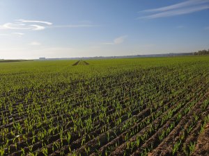 Jęczmień ozimy Sandra 