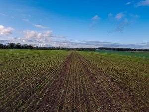 Jęczmień ozimy SU Impala i SU Jakubus - 10.10.2019r
