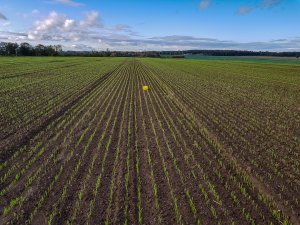 Jęczmień ozimy: SU: Impala, Jakubus, KWS: Kosmos i Higgins -10.10.2019