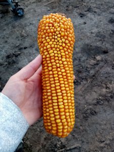 kukurydza 