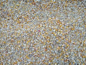 Kukurydza po kombajnie 