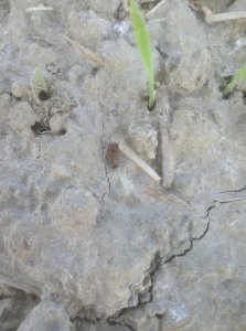 Łokaś garbatek larwa