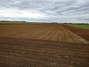 Poletka testowe pszenicy ozimej