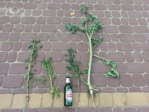 poplon rzodkiew oleista,  Łubin,  facelia 