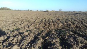 Przemiana ugoru w pole