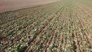 Pszenica- siew bezpośredni