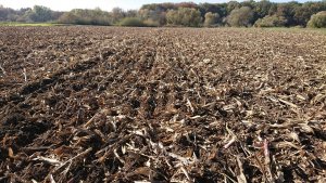 Pszenica bezorkowo po kukurydzy 