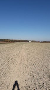 Pszenica Euforia siew 1.10.2019