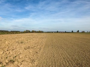 Pszenica Julius - 19.10.2019 - 10 dni po siewie