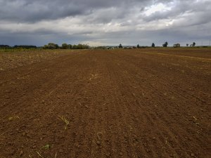 Pszenica Julius - zaraz po siewie - 10.10.2019r