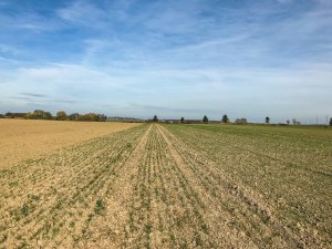 Pszenica Kilimandzaro - 19.10.2019