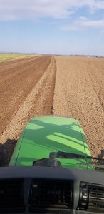 pszenica Kilimandżaro 