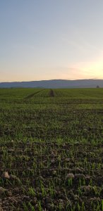 pszenica Kilimandżaro 