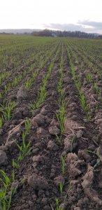 pszenica Kilimandżaro 