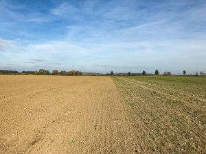 Pszenica Kilimandzaro i Tytanika - 19.10.2019