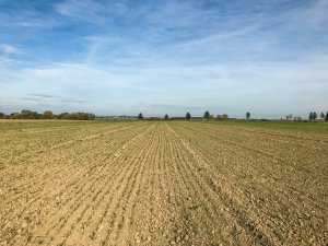 Pszenica LG Jutta - 19.10.2019