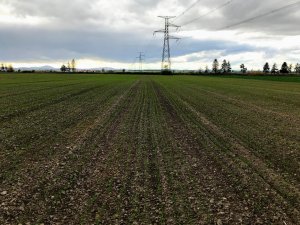 pszenica LG jutta 16.10.2019