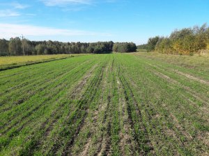 Pszenica Ozima "Normalnie"