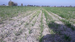 Pszenica ozima belissa 