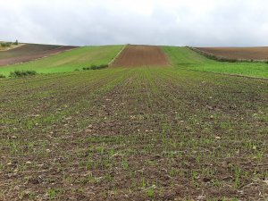 Pszenica Ozima Belissa z Małopolskiej Hodowli Roślin