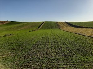 Pszenica Ozima Belissa z Małopolskiej Hodowli Roślin