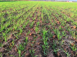 Pszenica ozima Belissa