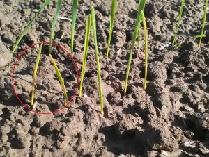 Pszenica ozima Galerist