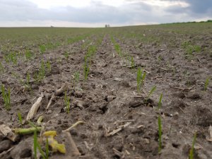 Pszenica ozima Galerist